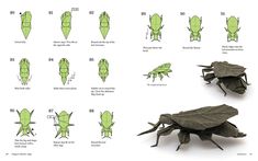 instructions for how to draw a leaf bug