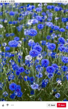 blue flowers are growing in the grass