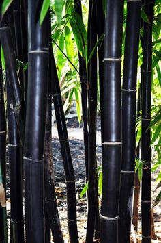 many black bamboo trees with green leaves in the background