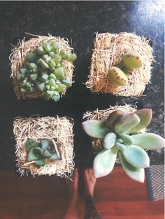 four succulents and one plant are placed in hay bales on a table