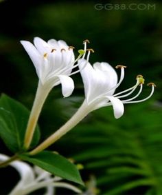 some white flowers with green leaves in the background