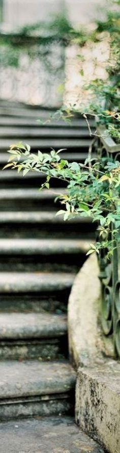 the plant is growing out of the concrete steps