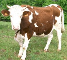 a brown and white cow standing on top of a grass covered field next to trees