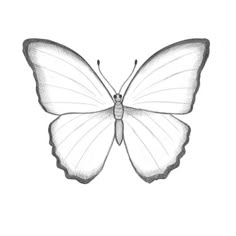 a drawing of a butterfly on a white background