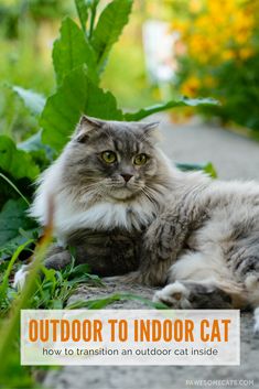 a cat laying on the ground next to green plants and flowers with text overlay that reads outdoor to indoor cat how to transition an outdoor cat inside