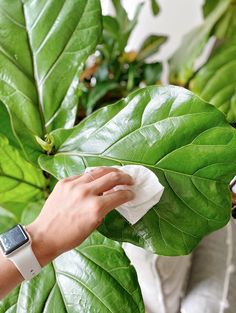 a person wiping off some green leaves with a cloth on their wrist and an apple watch in the other hand