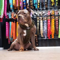 a dog sitting on the floor in front of colorful leashes hanging up behind him