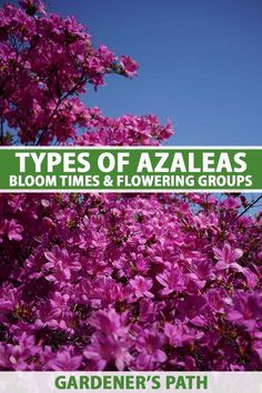 A close up vertical image of a large pink azalea shrub growing in the summer garden pictured on a blue sky background. To the center and bottom of the frame is green and white printed text. Planting Azaleas, When To Plant Azalea Bushes, Rhododendron Care, Azaleas Landscaping, Formosa Azalea Landscaping, Backyard Hacks, Light Pink Azaleas, Wral Azalea Gardens, Azalea Bush