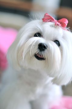 a small white dog with a pink bow on it's head looking at the camera