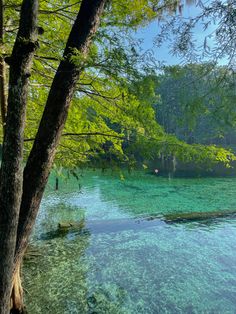 the water is crystal clear and blue in this area with trees on both sides,