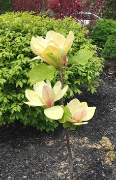 a plant with yellow flowers in the middle of some bushes and trees behind it,