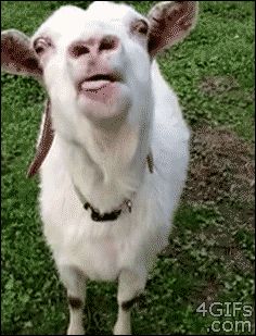 a white goat standing on top of a lush green grass covered field with its mouth open