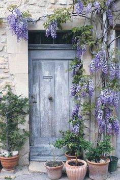 several potted plants are in front of an old door