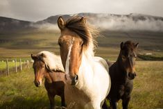 three horses are standing in a field with mountains in the backgrouds and clouds in the sky