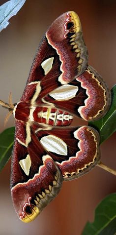 a large moth sitting on top of a green leaf