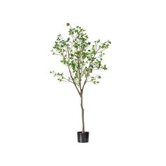 a small tree in a black pot on a white background