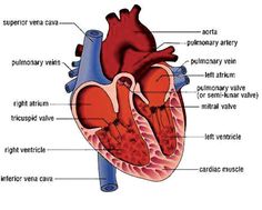 the human heart is labeled with labels