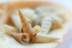 several seashells are arranged in a shell