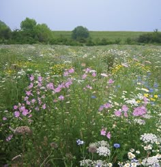 a field full of wildflowers with trees in the background