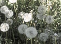 the dandelions are blowing in the wind