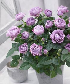 purple flowers in a pot sitting on a window sill