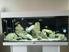 an aquarium with rocks and fish in it