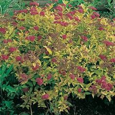 a bush with red and yellow flowers growing in it