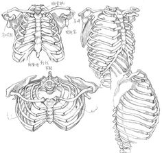 three different views of the skeleton