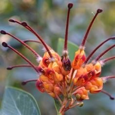 an orange flower with red and yellow petals