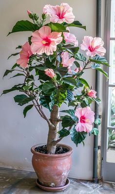 a potted plant with pink flowers in it