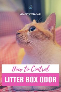 a cat sitting on top of a bed with the words how to control litter box odor