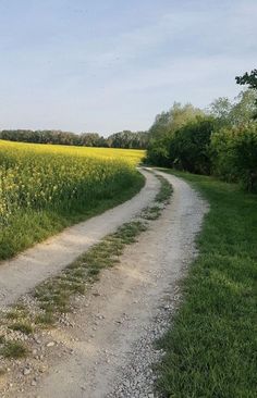 a dirt road in the middle of a field