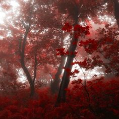 the sun shines through the trees and leaves on the ground in this foggy forest