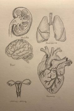 the human heart, lungs, and livers are drawn in graphite on paper