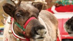 two reindeers with christmas decorations on their heads and noses, standing next to each other