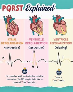 Easiest way to remember Normal Sinus Rhythm 🫀 Follow @medquizzone for more study tips ✔️📚🥼 . . . . . . . . . . . . . . . . . . . . . . . #ECGAnalysis #HeartElectrocardiogram #SinusRhythmECG #CardiacRhythm #ECGReading #HeartRhythmPatterns #ClinicalECG #ECGUnderstanding #CardiologyEducation #HeartHealthAwareness #usmle #palb #medquizzone #dha #haad #fyp #grow #studygram Complete Nursing School Bundle, Nursing School Bundle, Sinus Rhythm, Normal Sinus Rhythm, Nurse Teaching, P Wave