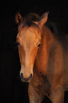 a brown horse is standing in the dark