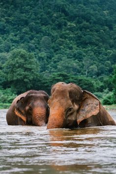 two elephants are in the water with trees in the backgrouds behind them