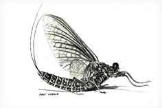 a black and white drawing of a dragon fly