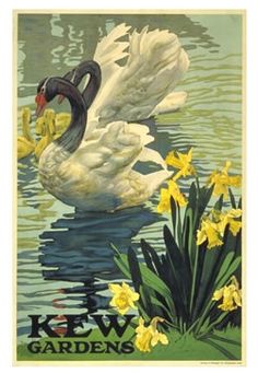 a swan is swimming in the water with daffodils