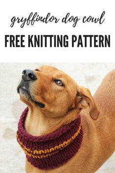 a brown dog wearing a knitted collar with the words free knitting pattern below it