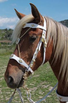 a brown horse with blonde hair wearing a white bridle