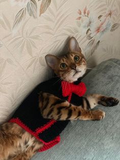 a cat laying on top of a couch wearing a red and black knitted sweater