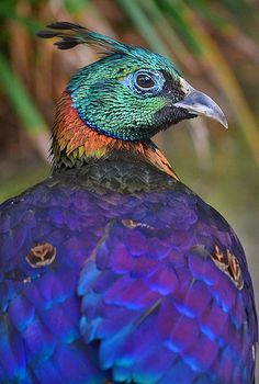 the colorful bird is sitting on top of the purple and blue feathers, looking to its left