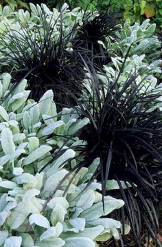 black and white plants are growing in the grass