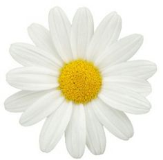 a white daisy with yellow center on a white background, viewed from the top down