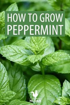 green leaves with the words how to grow peppermin