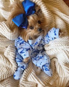 a small brown dog laying on top of a blanket covered in blue and white clothing