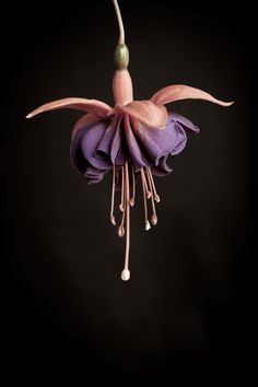 a purple flower with drops of water hanging from it's petals on a black background