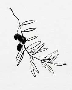 black and white drawing of an olive branch